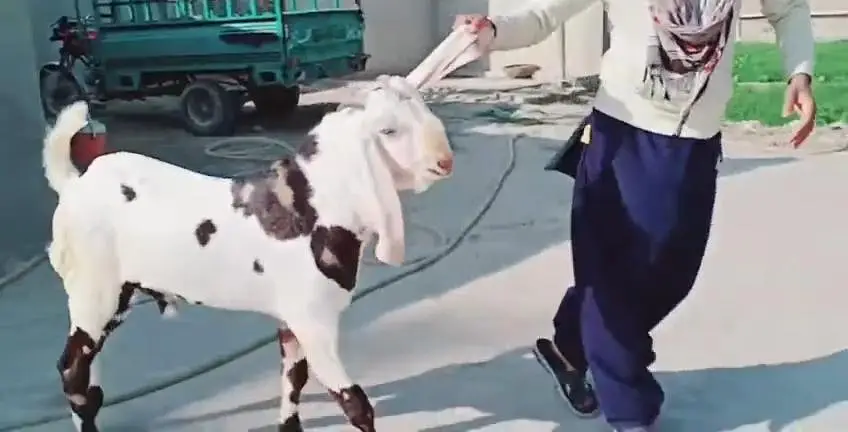 Bakra for sale call me 03263223419 — photo 4