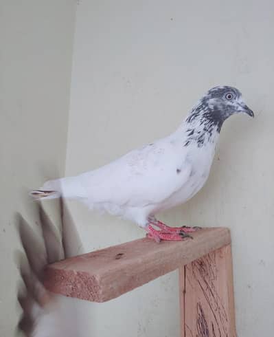 kabli femal for sale.