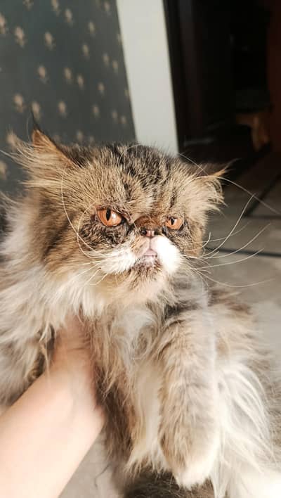 female cat sale ky leay hain