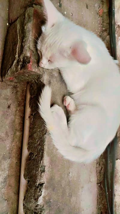 cat sall
