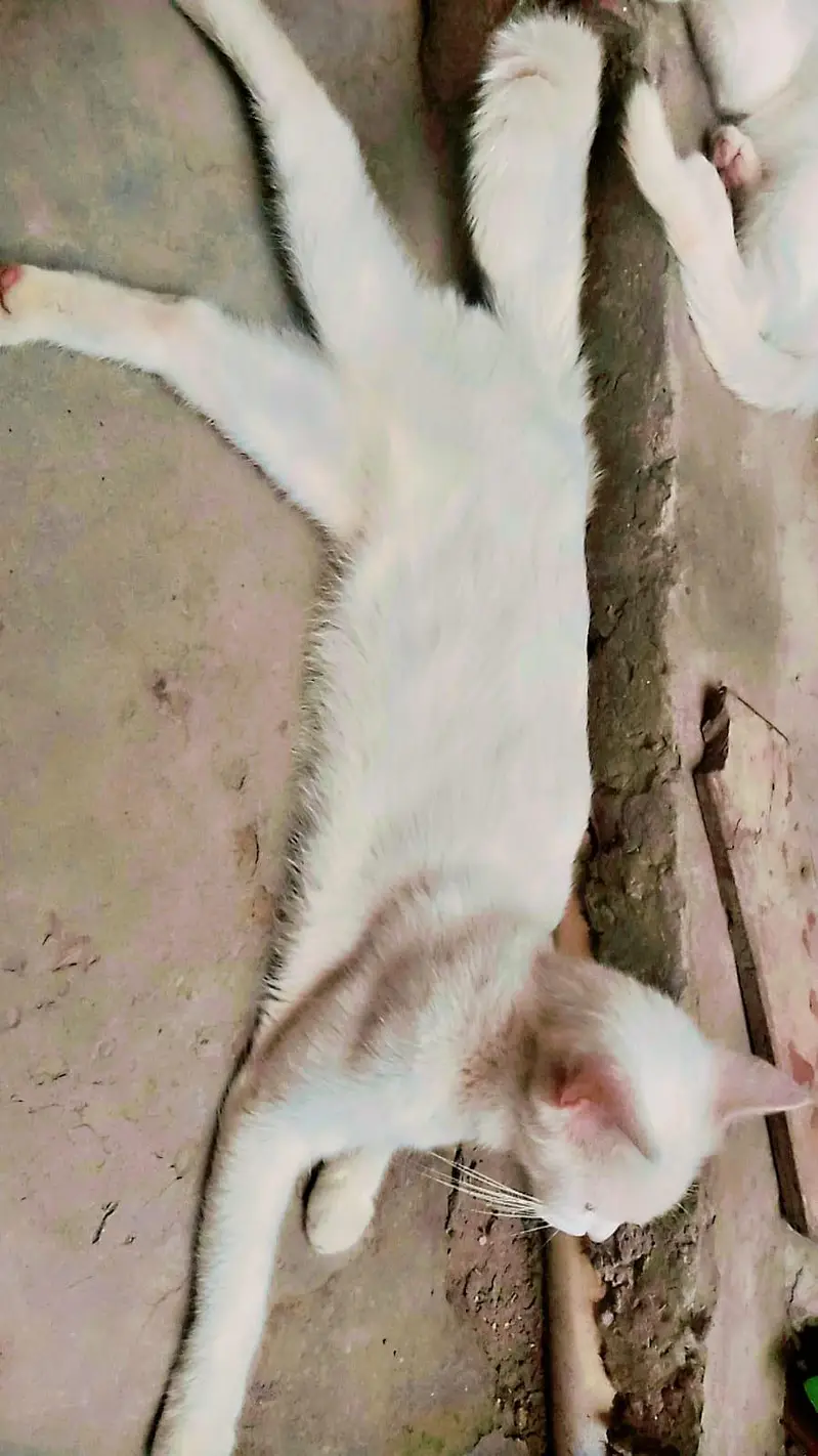 cat sall — photo 2