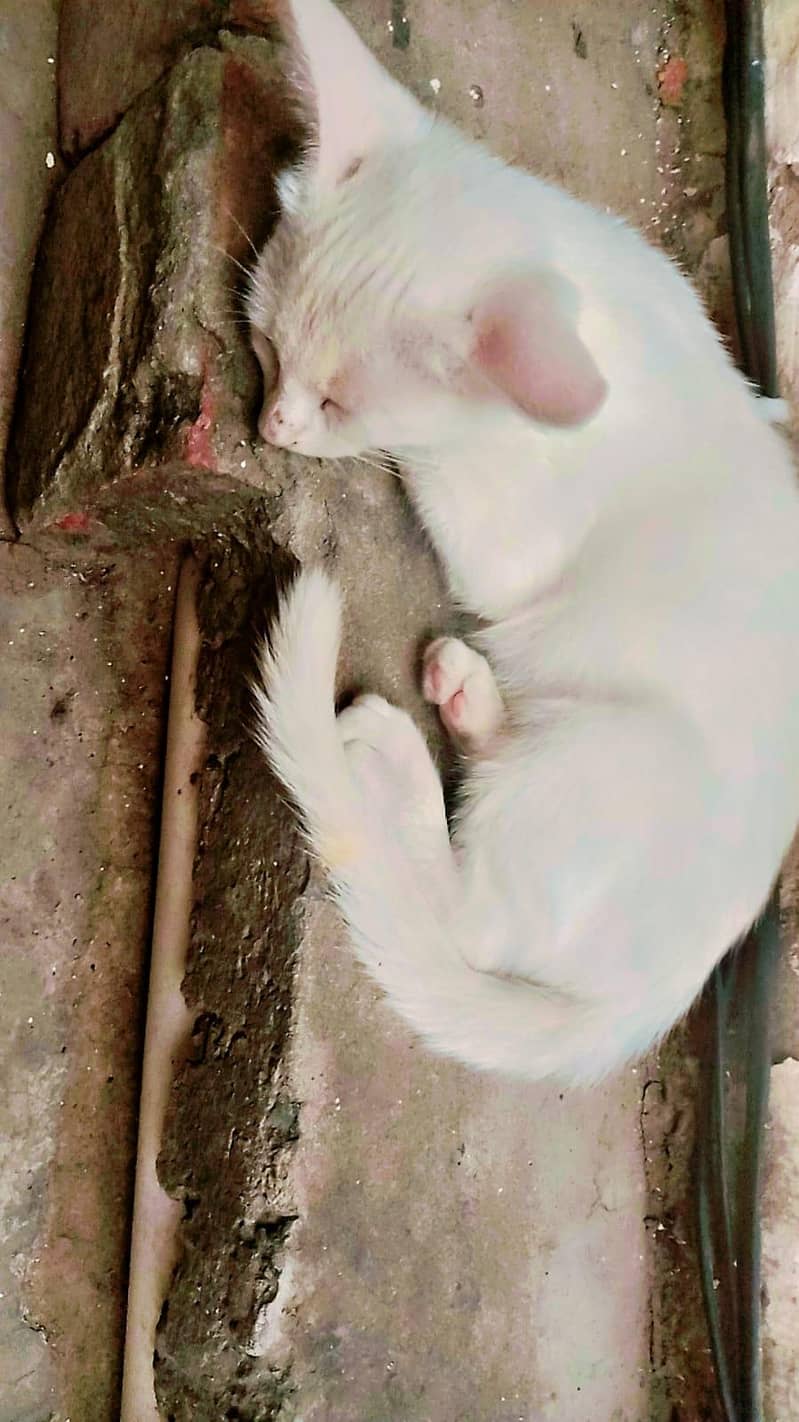 cat sall 2