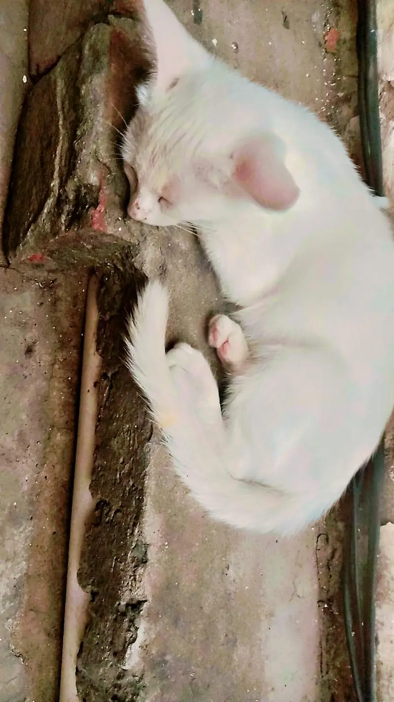 cat sall — photo 3