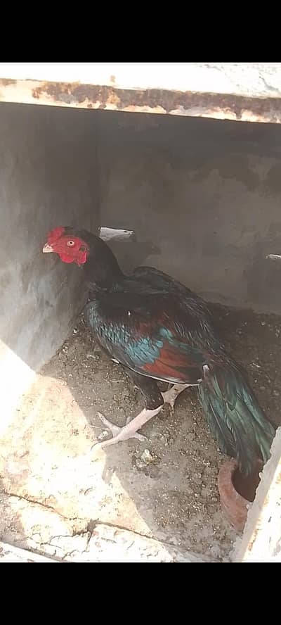Aseel Murgha patha