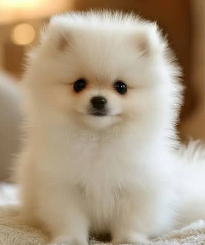 Pomeranian puppies 0330*540611*five