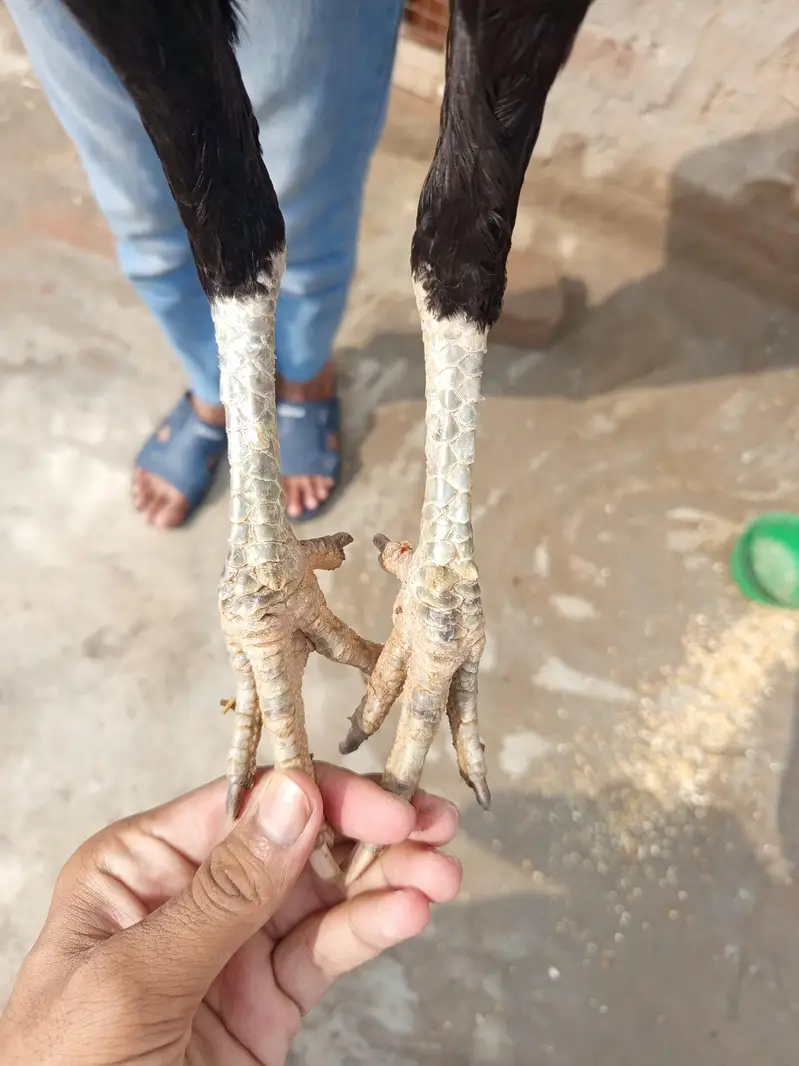 pure aseel — photo 4