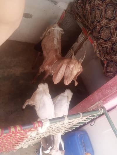 goat with two healthy kids male/female 2 month for sale