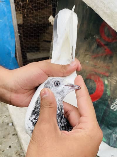 Quality birds ( Read Discription )