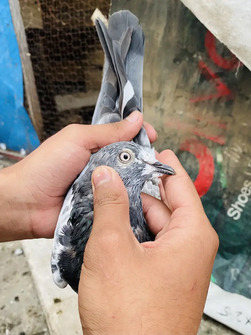 Quality birds ( Read Discription ) — photo 2