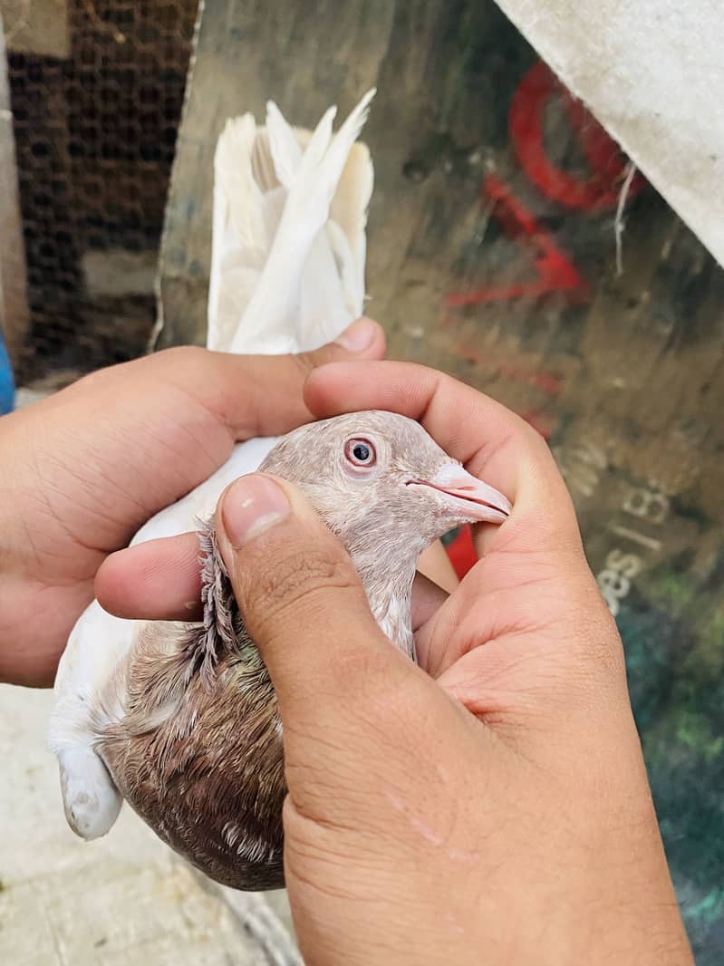 Quality birds ( Read Discription ) 2