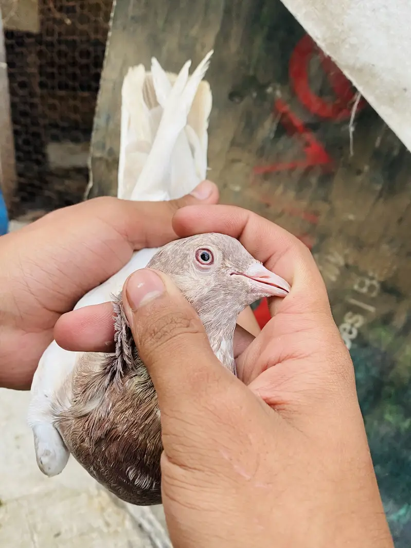 Quality birds ( Read Discription ) — photo 3