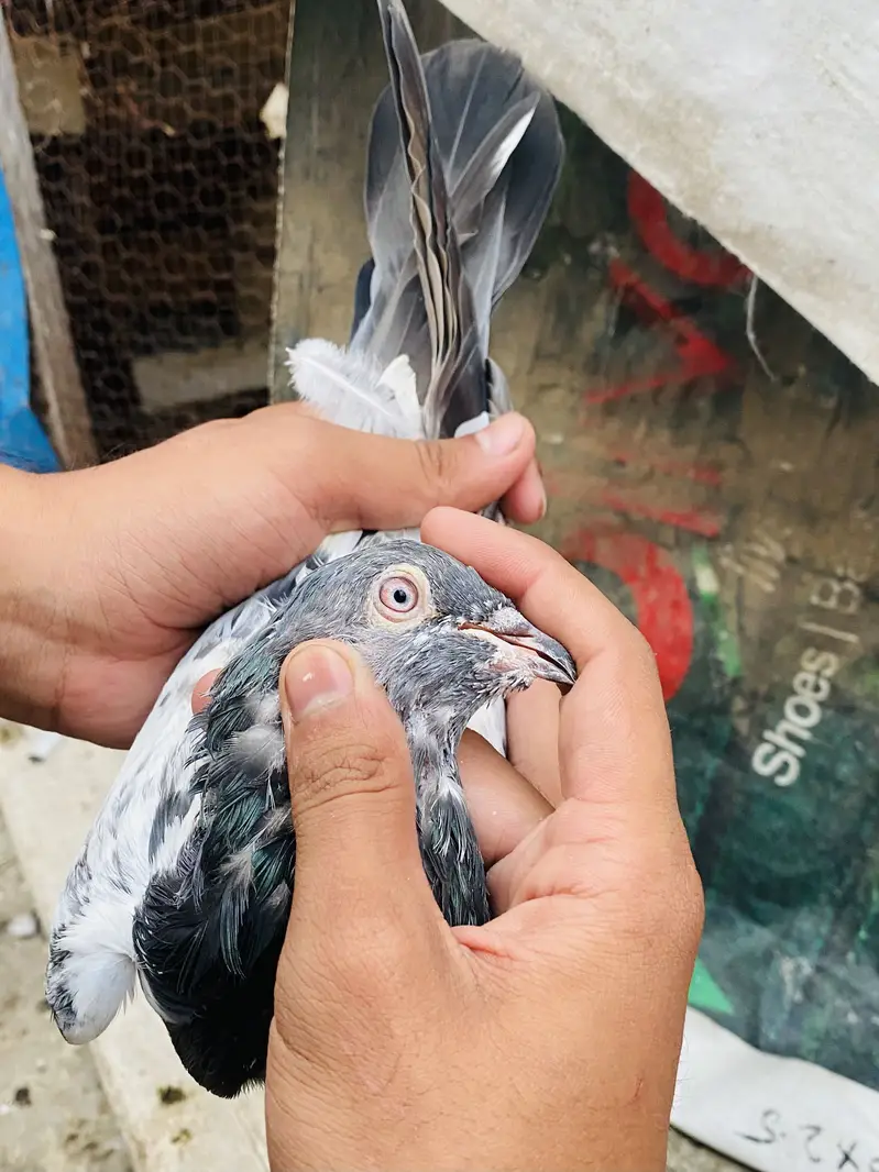 Quality birds ( Read Discription ) — photo 4