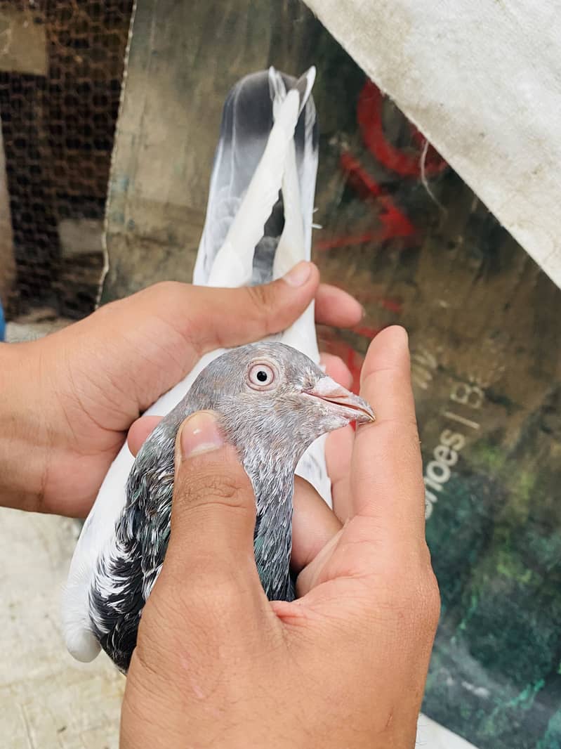 Quality birds ( Read Discription ) 5