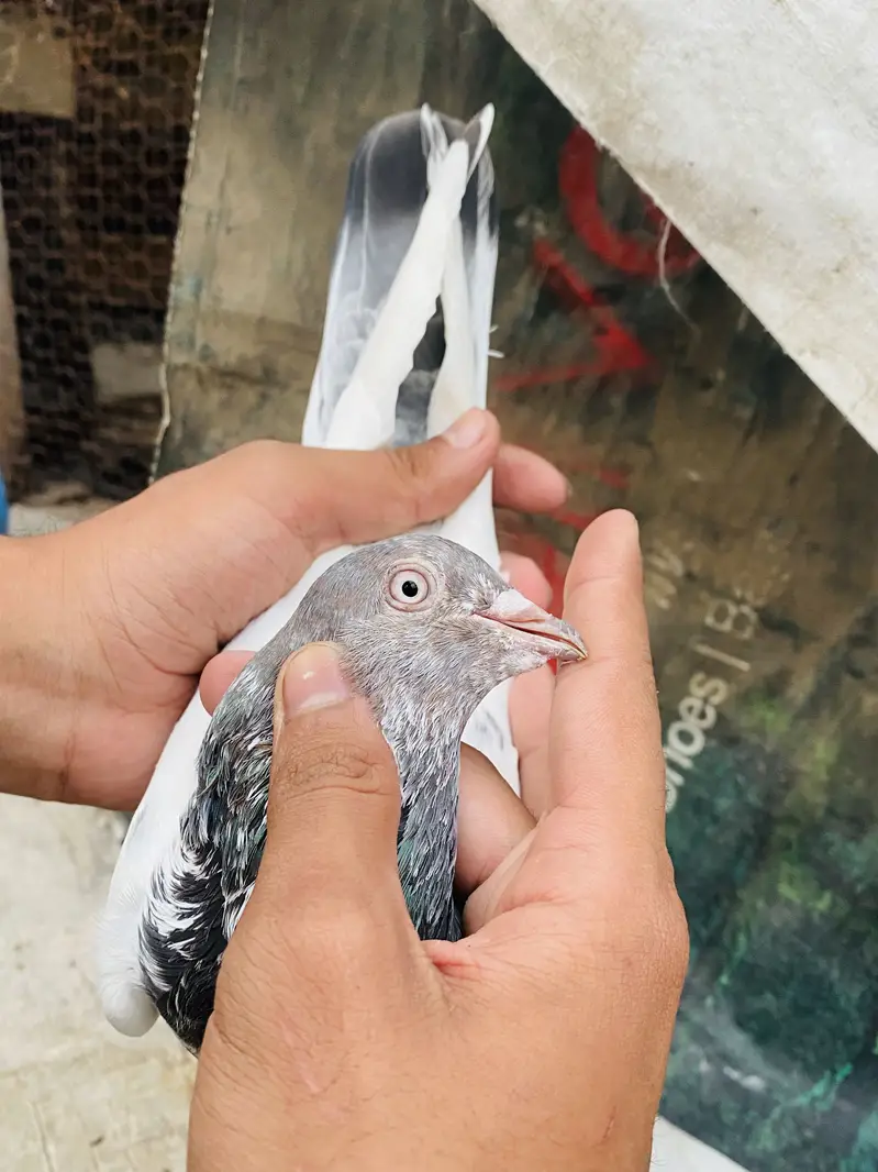 Quality birds ( Read Discription ) — photo 6