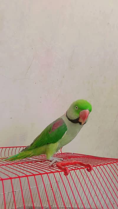 kashmirri raw parrot green colour