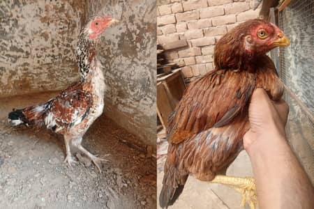 Female pure aseel for sale only 1 white and 1 brown female for sale