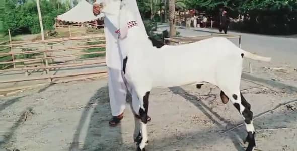 desi Bakra for sale call me 03263223419