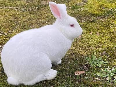Rabbit male and female for sale