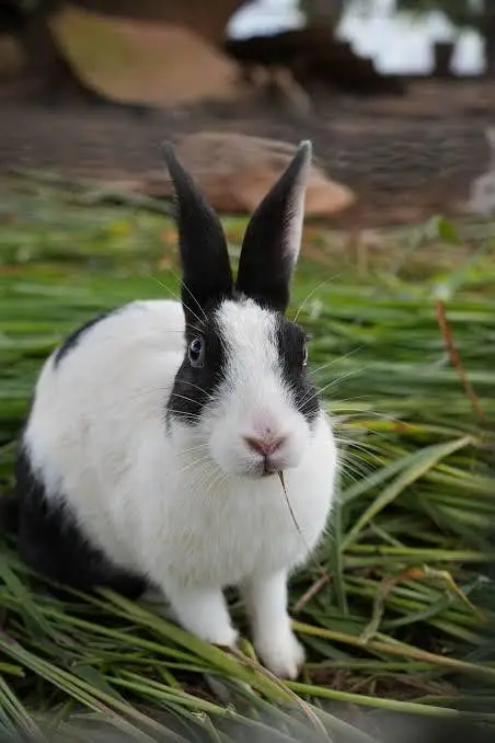 Rabbit male and female for sale — photo 3