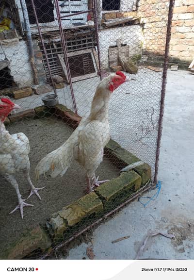 white hera patha for sale