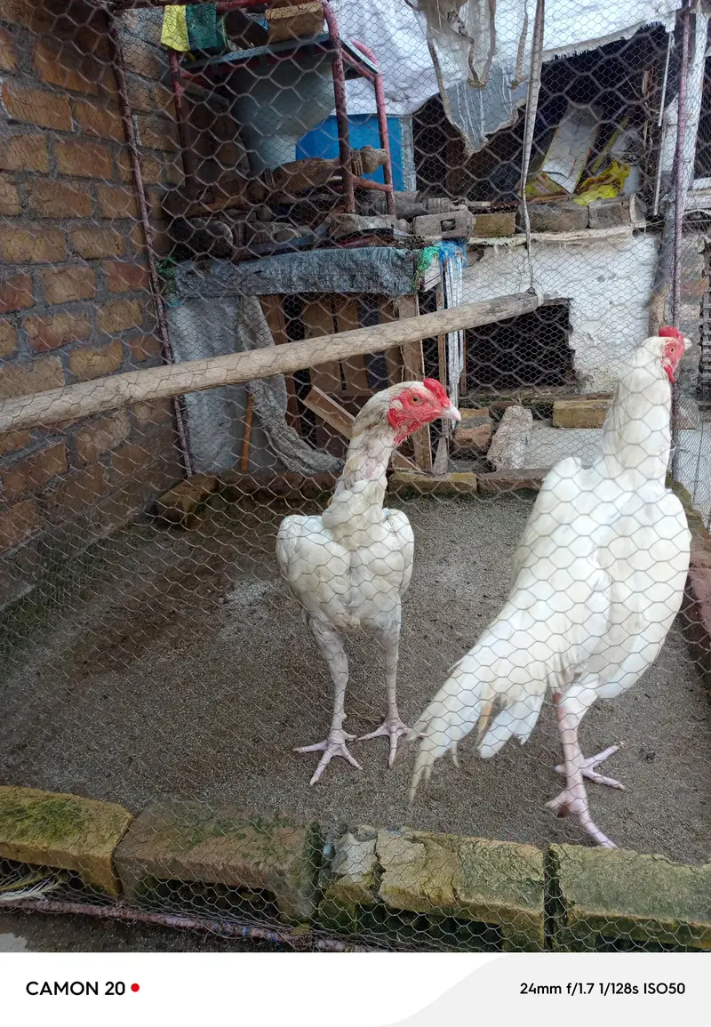 white hera patha for sale — photo 2
