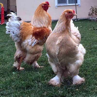 lemon pyle brahama, blue buff brahama, fancy hen, brahma, polish