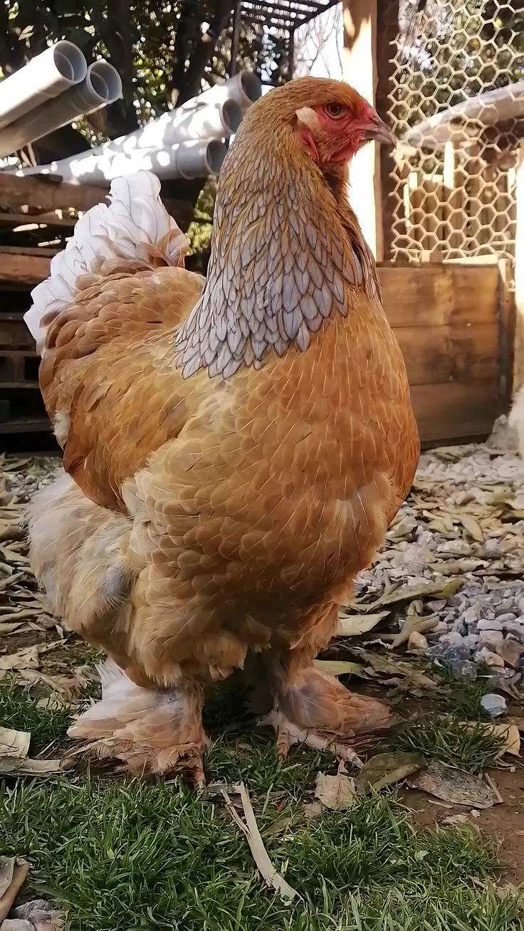 lemon pyle brahama, blue buff brahama, fancy hen, brahma, polish — photo 2