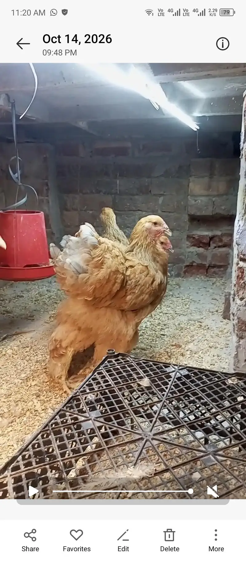 lemon pyle brahama, blue buff brahama, fancy hen, brahma, polish — photo 3