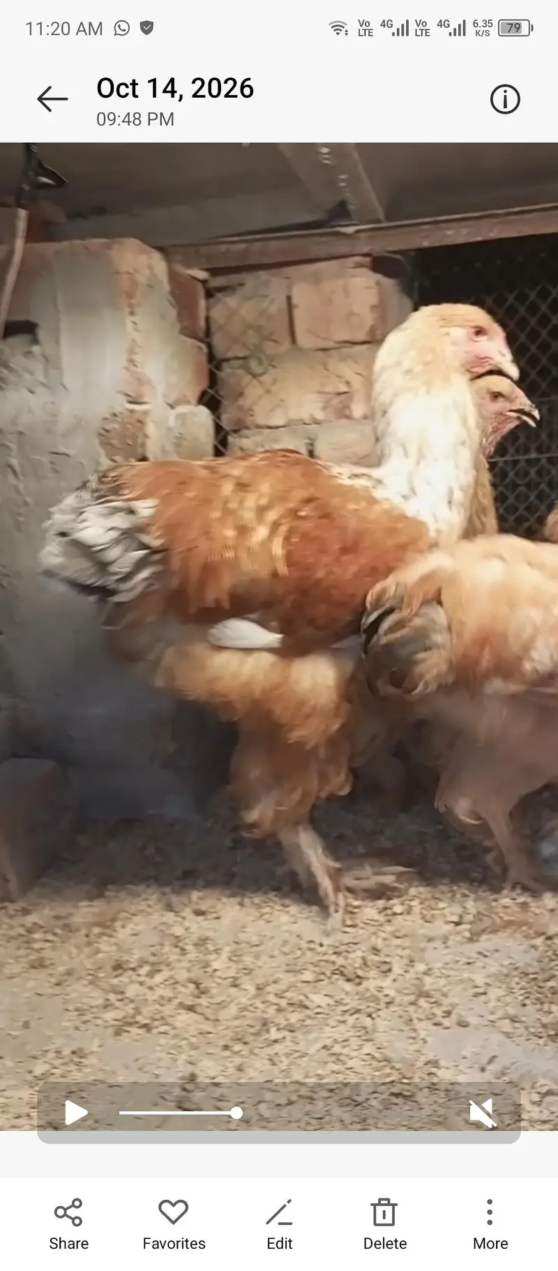 lemon pyle brahama, blue buff brahama, fancy hen, brahma, polish — photo 5