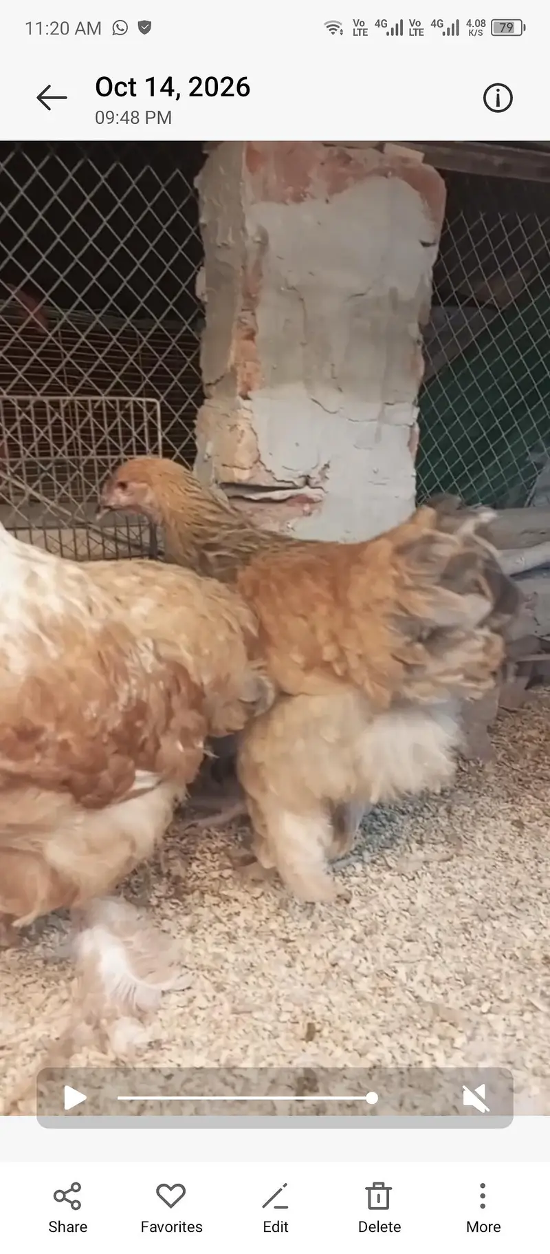 lemon pyle brahama, blue buff brahama, fancy hen, brahma, polish — photo 6
