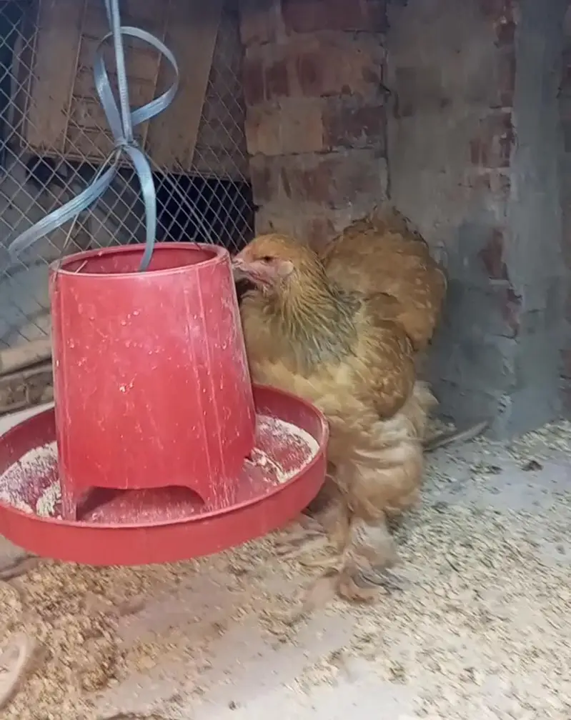 lemon pyle brahama, blue buff brahama, fancy hen, brahma, polish — photo 7
