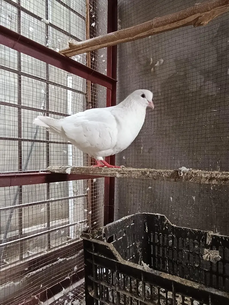 urgent sale WhatsApp 03245858159 — photo 3