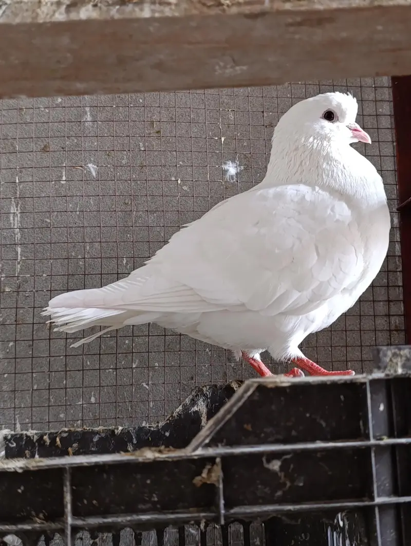 urgent sale WhatsApp 03245858159 — photo 4