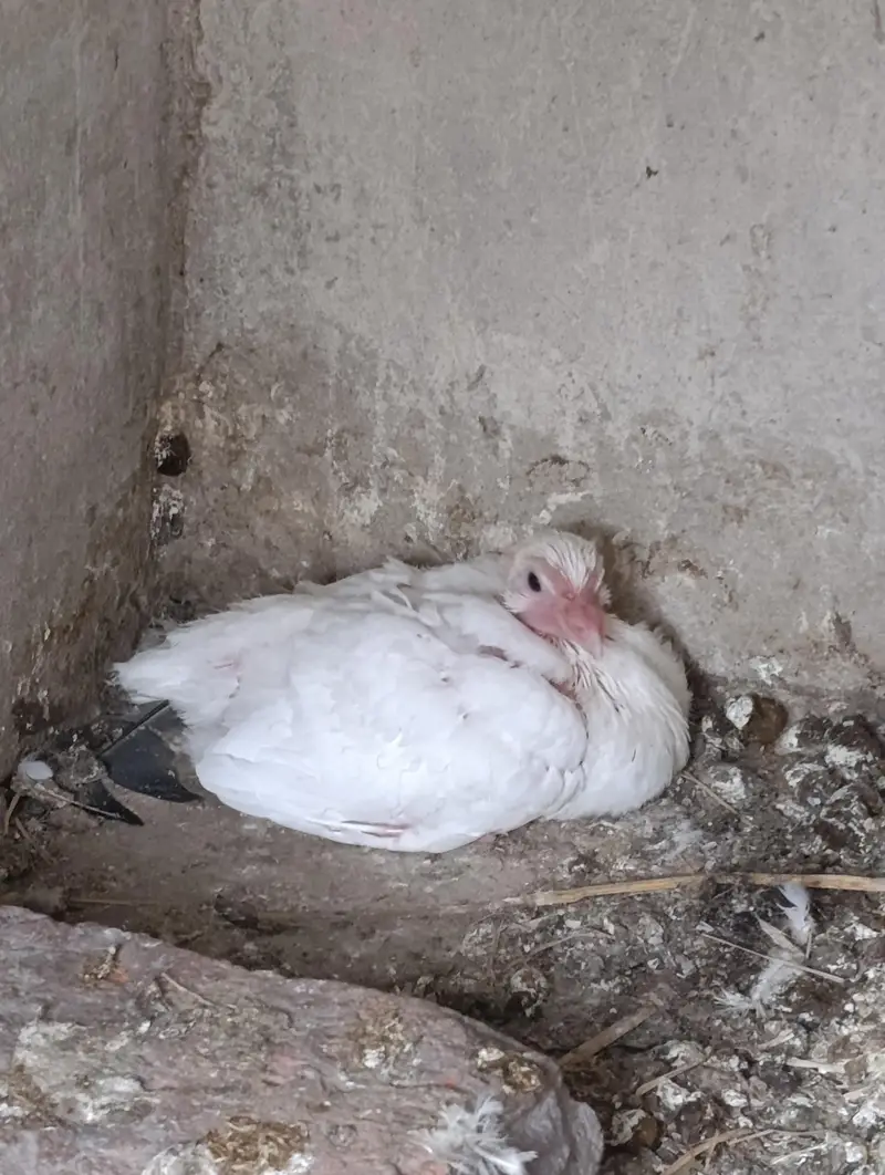 urgent sale WhatsApp 03245858159 — photo 5