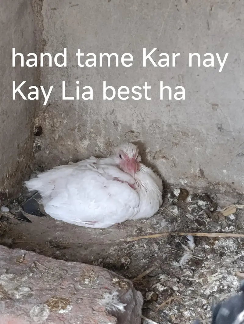 urgent sale WhatsApp 03245858159 — photo 6