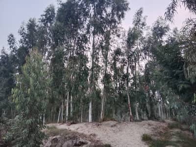 6000 Eucalyptus Trees for Sale (Safeda Lakri) in Kot Addu