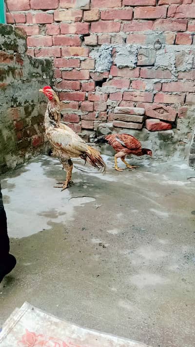 aseel mia walli for sale