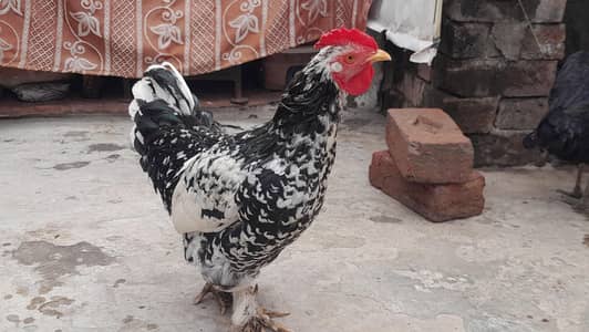 Bantam