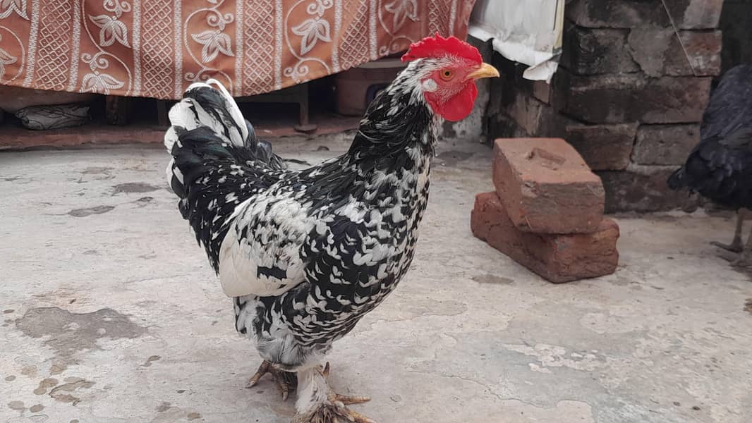 Bantam 0