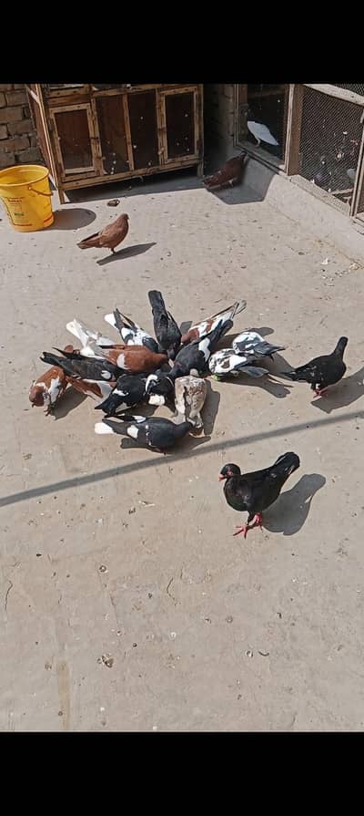 25 kbotr for sale hn sub achy kbotr hn