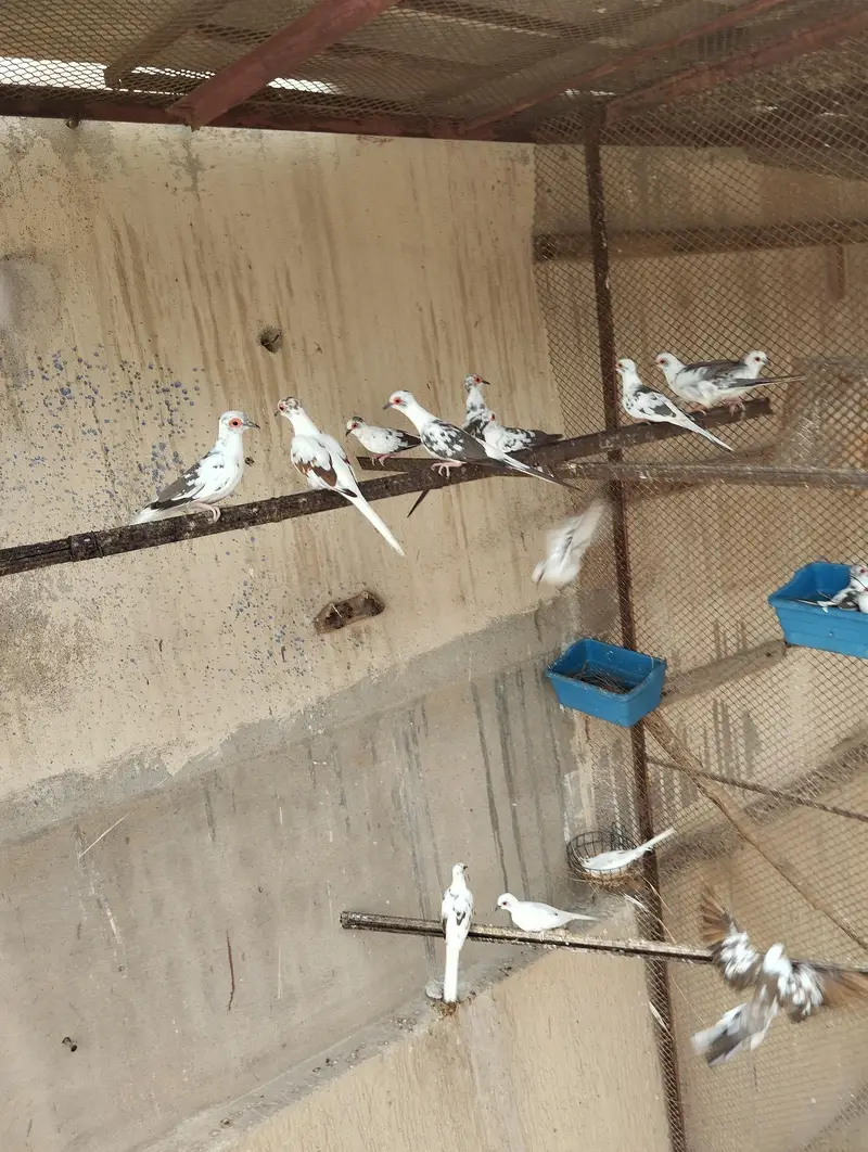 diamond pied breeder pairs — photo 2