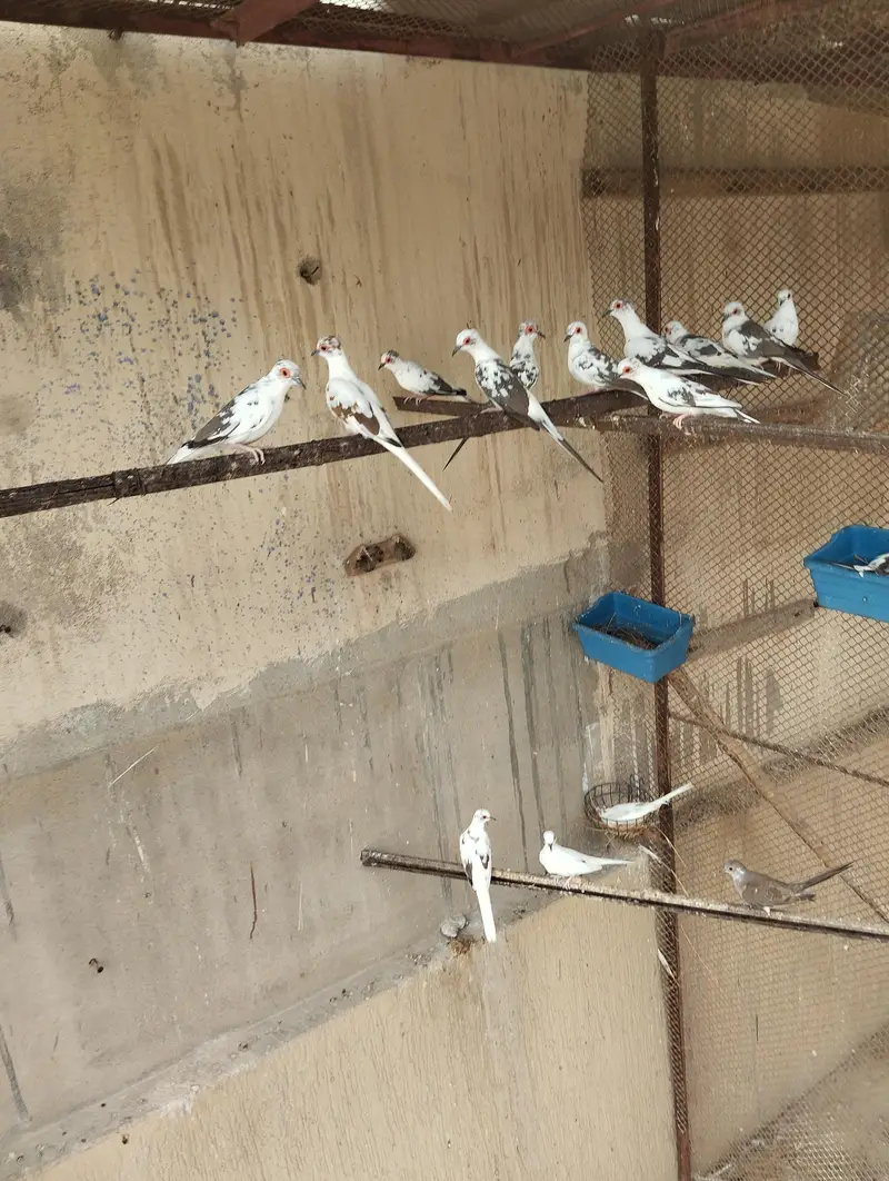 diamond pied breeder pairs — photo 3