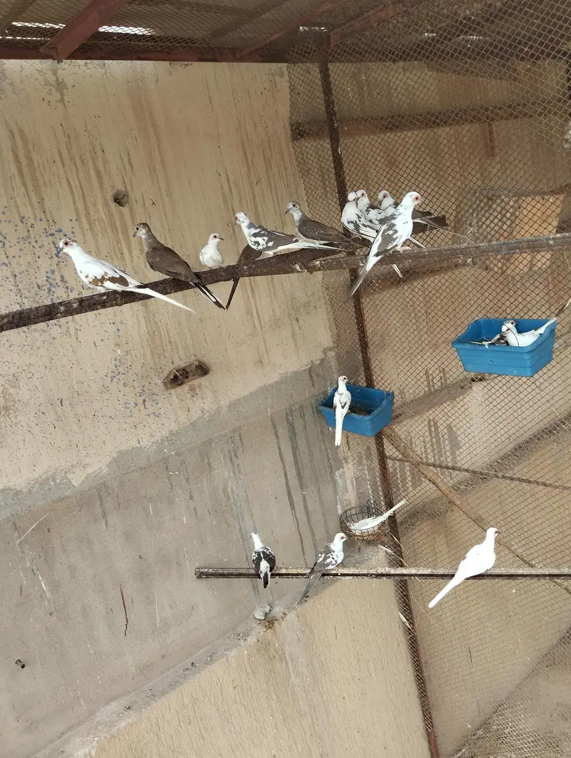 diamond pied breeder pairs — photo 4