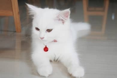 Cat male kitten sel