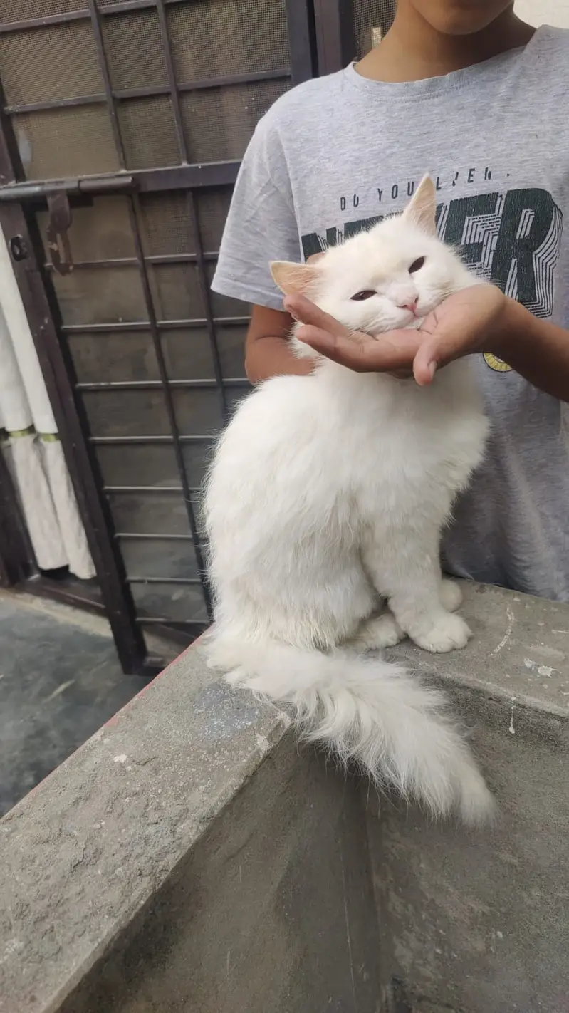 Cat male kitten sel — photo 2