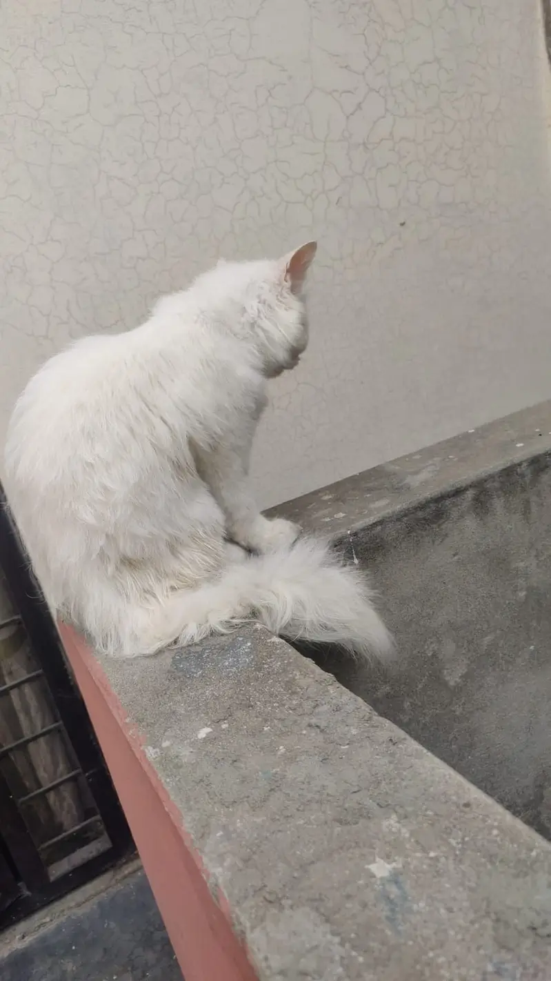 Cat male kitten sel — photo 3