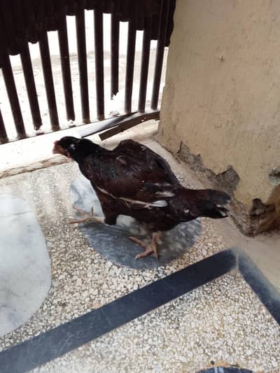 kurk hen for sale