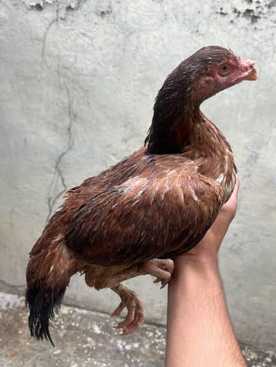 aseel hen