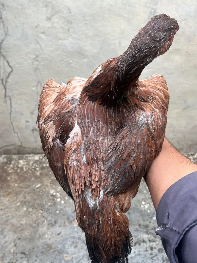 aseel hen — photo 2