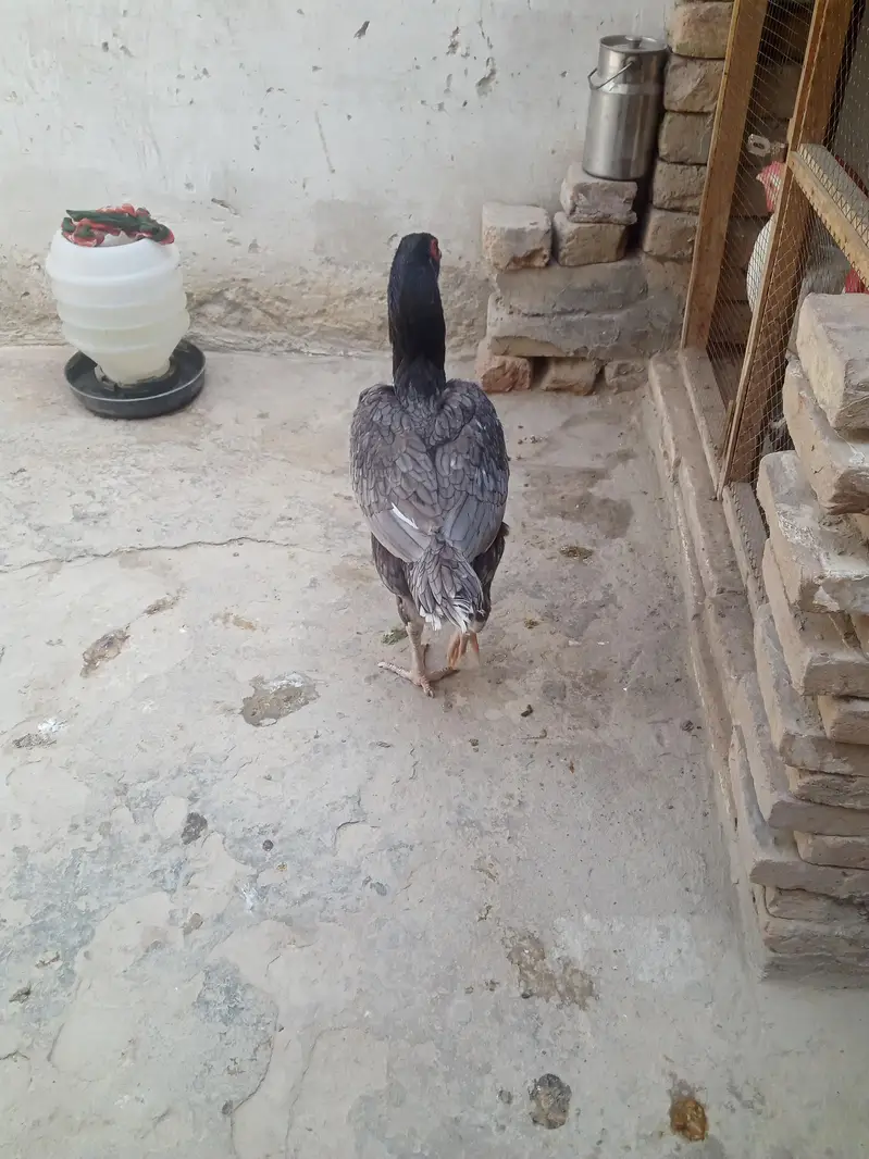 band gaddi aseel for sale — photo 2